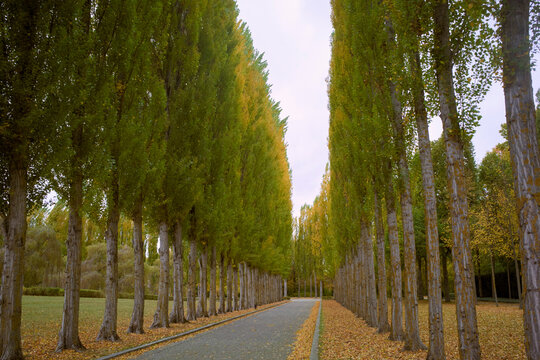 Tall trees line a pathway with fallen leaves covering the ground in a park setting. Belgium