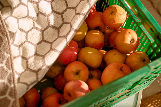 A green crate filled with ripe apples partially covered by a patterned towel. Germany
