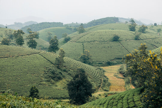 Rolling green hills dotted with trees under a soft overcast sky in a lush rural landscape. Tea Hills of Long Coc, Tan Son District, Phu Tho, Vietnam