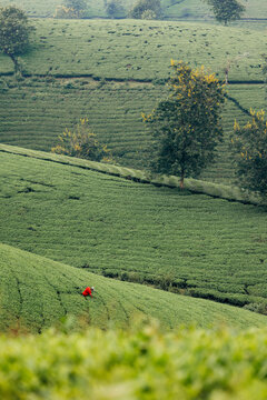 A person in a bright red outfit walking through lush green tea fields beneath rolling hills. Tea Hills of Long Coc, Tan Son District, Phu Tho, Vietnam