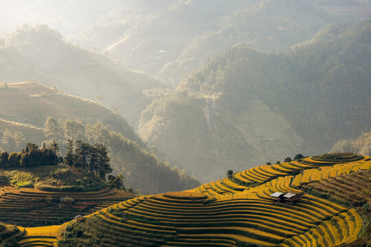 Golden terraced fields stretch across rolling hills under a misty, mountainous backdrop. Mu Cang Chai District, Yen Bai, Vietnam