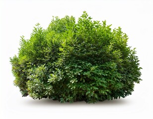lush green shrubbery on isolated white background ideal for landscaping design and architectural visualization