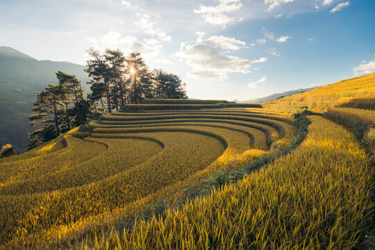 Terraced rice fields under a bright sky with sunlight filtering through trees. Mu Cang Chai District, Yen Bai, Vietnam