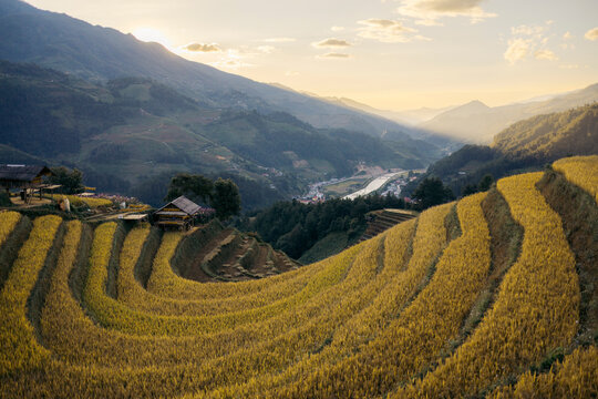 Golden rice terraces cascade down a lush valley under a soft evening sky. Mu Cang Chai District, Yen Bai, Vietnam