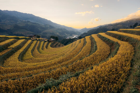 Golden terraced rice fields cascade through a hilly landscape at sunset, under a clear sky. Mu Cang Chai District, Yen Bai, Vietnam