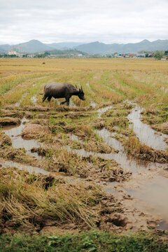 Water buffalo grazing in a muddy, expansive rice field with mountains in the background. Dien Bien Phu, Dien Bien, Vietnam