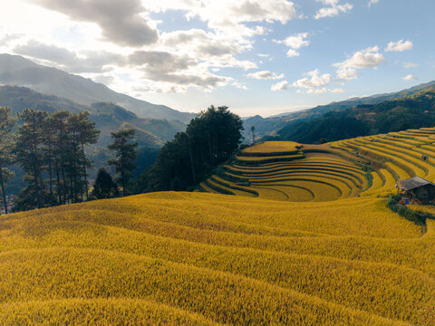Vast golden rice terraces stretch across rolling hills under a bright sky with scattered clouds. Mu Cang Chai District, Yen Bai, Vietnam
