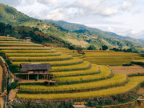 Terraced rice fields create a stunning pattern against a backdrop of lush green mountains and sky. Mu Cang Chai District, Yen Bai, Vietnam