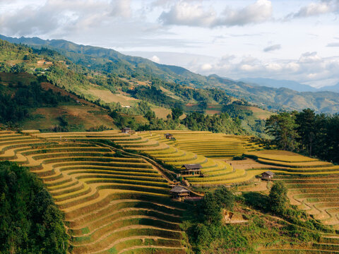 Terraced rice fields create a stunning pattern against a backdrop of lush green mountains and sky. Mu Cang Chai District, Yen Bai, Vietnam