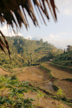 Rice terraces on a lush hillside under a clear sky with distant mountains. Ban Lien, Bac Ha, Lao Cai, Vietnam