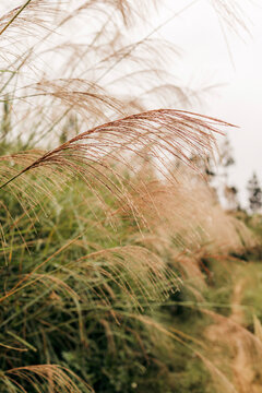Tall grasses sway gently in the wind against a soft, natural background.  Nam Dan, X&Igrave;n Man District, Ha Giang, Vietnam