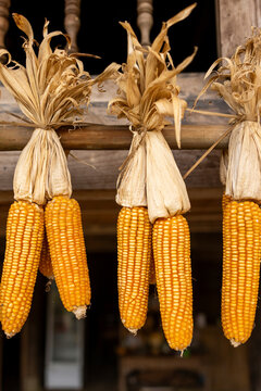 Yellow corn cobs drying with husks tied, hanging against a wooden background. Ban Lien, Bac Ha, Lao Cai, Vietnam