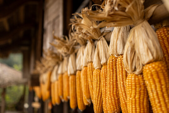 Close-up of dried corn cobs hanging in a row with a rustic wooden background. Ban Lien, Bac Ha, Lao Cai, Vietnam