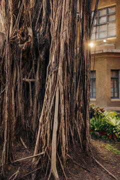 Tall, intricate tree roots intertwine in front of a rustic building with potted plants nearby. Tainan, Taiwan