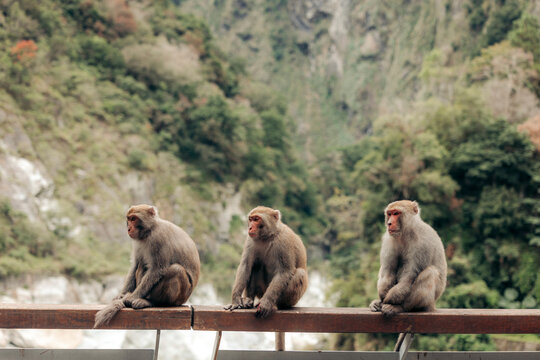 Three monkeys sitting on a fence in a mountainous, lush forest area. Xiulin Township, Hualien County, Taiwan