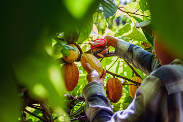 Young Farmer Harvesting Ripe Cacao pods from Tree © NARONG