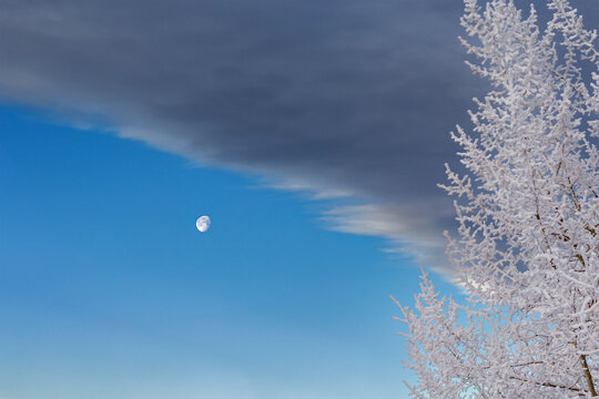 Crisp winter sky with a half moon and snow-covered trees under a dramatic cloud line. Calgary, Canada