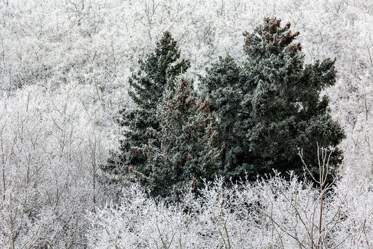 Snow-covered evergreen trees stand amidst a frosty forest landscape. Calgary, Canada
