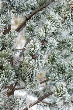 Frost-covered pine branches with cones in a serene winter setting. Calgary, Canada