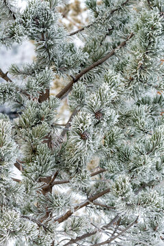 Frost-covered pine branches create a serene winter scene with dense needles and small cones. Calgary, Canada