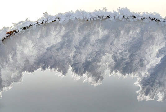 Delicate frost crystals form an intricate arch on a thin branch against a pale sky. Calgary, Canada