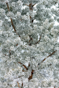 Snow-covered pine tree with frosted branches in a winter landscape. Calgary, Canada