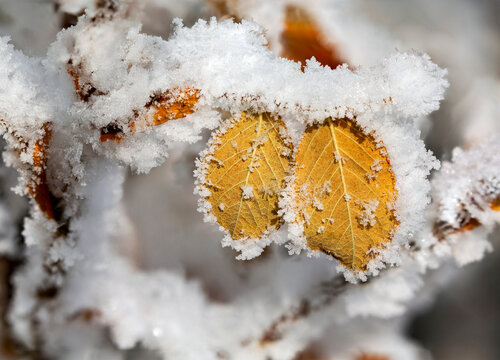 Frost-covered yellow leaves on a branch in a winter scene. Calgary, Canada