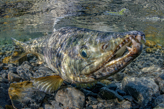 Close-up of a Male Chum Salmon with sharp teeth swimming in clear water over a rocky streambed. Alaska, USA