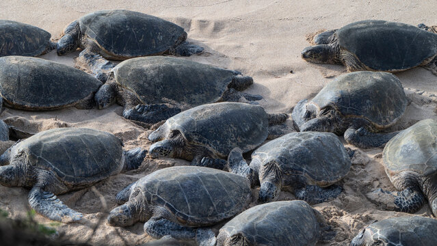 A group of sea turtles rests on the sandy beach in sunlight. Paia, Hawaii, USA