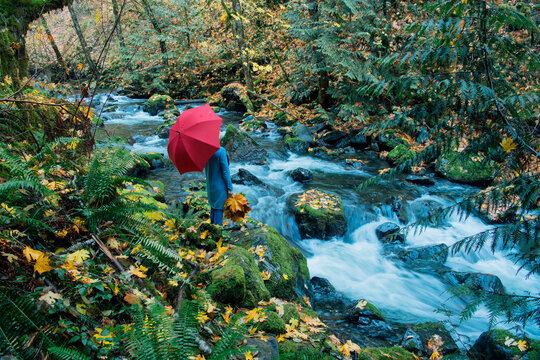 Person with a red umbrella standing by a forest stream surrounded by autumn foliage. Washington State,,USA