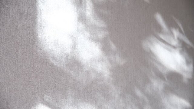 Moving shadows on ivory white textured wall with casting floral. Minimal vintage interior decoration concept. Autumn wabi sabi style aesthetics