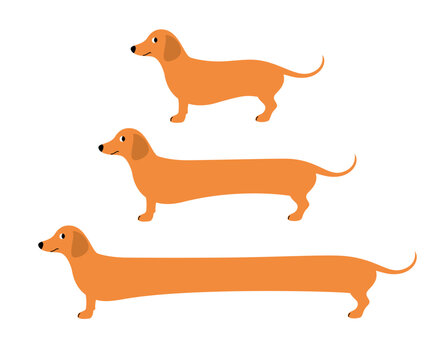 Vector set of illustrations with dachshunds of different lengths