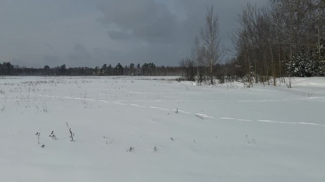 Field covered with snow. Winter landscape. Forest in the snow.