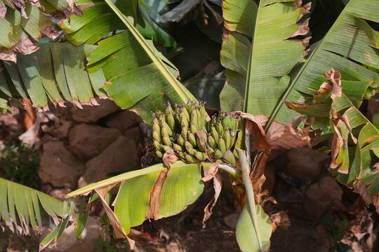 Banana tree with fresh young bananas in Tamri, Morocco near Agadir in Sous-Massa region. Agriculture in Morocco.