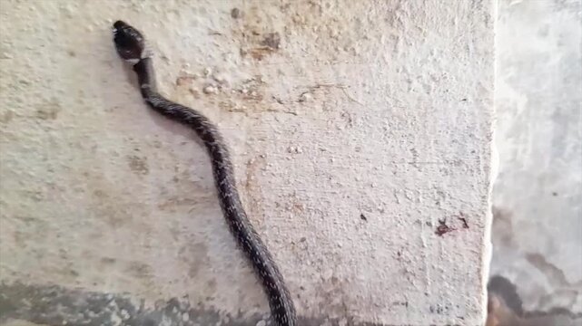 Common Wolf Snake, House Snake, Oriental Wolf Snake (Lycodon capucinus).