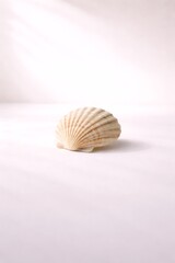 One beige seashell on white table background with sun light and shadow for cosmetic product display