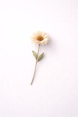 Single dried white daisy flower on stem with leaves, isolated against a bright white background, natural beauty preserved