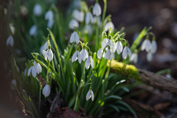 Snowdrop Group In Peaceful Forest Setting, Tranquil Woodland Scene Showcasing Fragile Snowdrops And Soft Morning Illumination