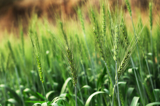 close up green spikes sway in wind. the countryside over a field of wheat. green wheat fields in winter, wheat crop growing in India, Wheat whistle, Wheat bran fields, wheat field green cereal field