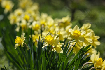 Spring Floral Display, Bright Daffodils Sway Gently, Vivid Yellow Daffodils Flourish Along Roadside During Springtime
