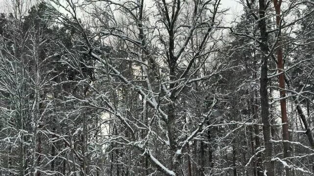 Trees covered with snow. Winter in the forest.