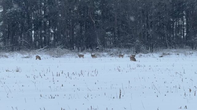 Roe deer search for food in deep snow. Wild animals in winter.