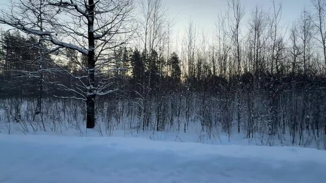 Trees covered with snow. Winter in the forest.