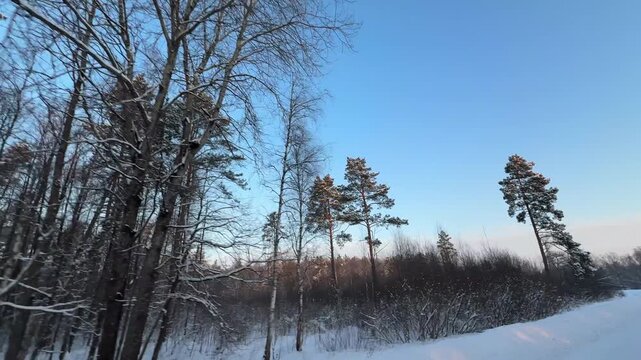 Trees covered with snow. Winter in the forest.