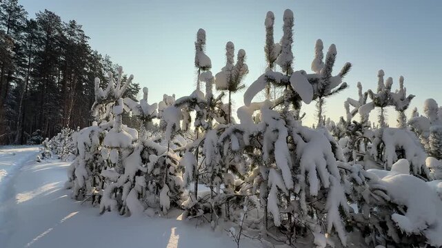 Trees covered with snow. Winter in the forest.