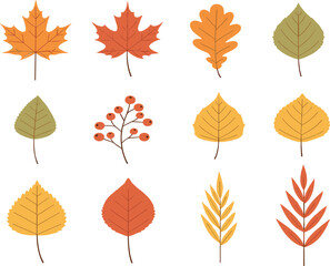 Naklejka premium Autumn leaves collection with maple oak and birch foliage, colorful fall botanical elements flat cartoon vector illustration isolated on white background