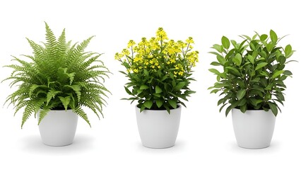 Three potted plants for home decor