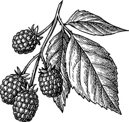 Blackberry branch with leaves. Isolated ink sketch. Hand drawn vintage engraving illustration.
