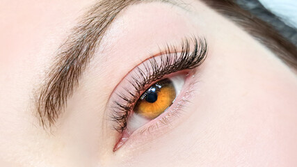 Obraz premium close up of eye with eyelash extensions in beauty salon macro eye top view.