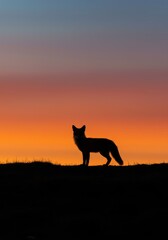 Naklejka premium A nocturnal fox silhouette standing alertly on a ridge against a vibrant gradient sky during the late evening hours of twilight ,horizon ,landscape ,dark